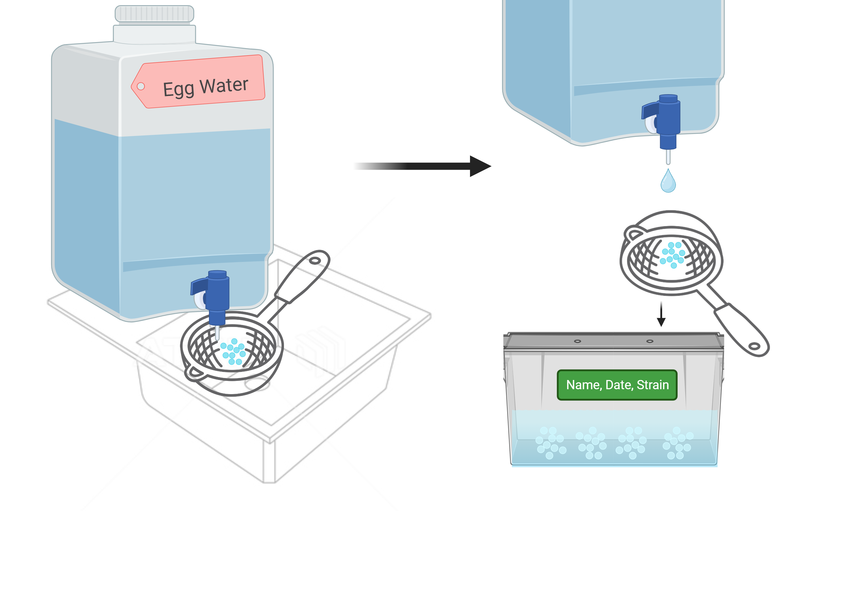 Transferring the eggs